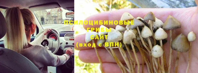 Псилоцибиновые грибы MAGIC MUSHROOMS  Петровск-Забайкальский 